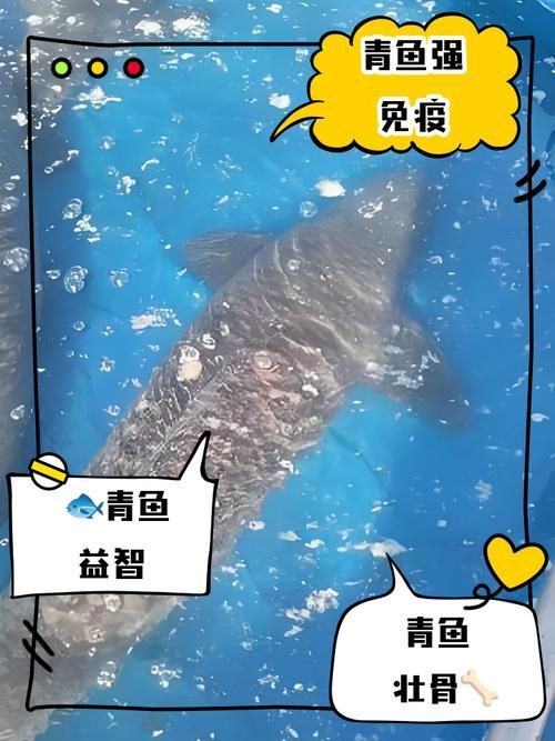 觀賞用青龍魚和食用青龍魚有何區別？，觀賞用青龍魚與食用“青龍魚”本質區別詳解