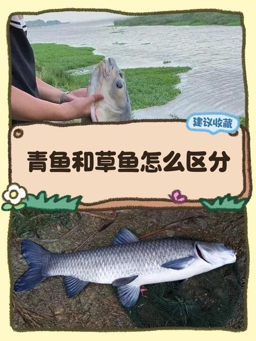 觀賞用青龍魚和食用青龍魚有何區別？，觀賞用青龍魚與食用“青龍魚”本質區別詳解