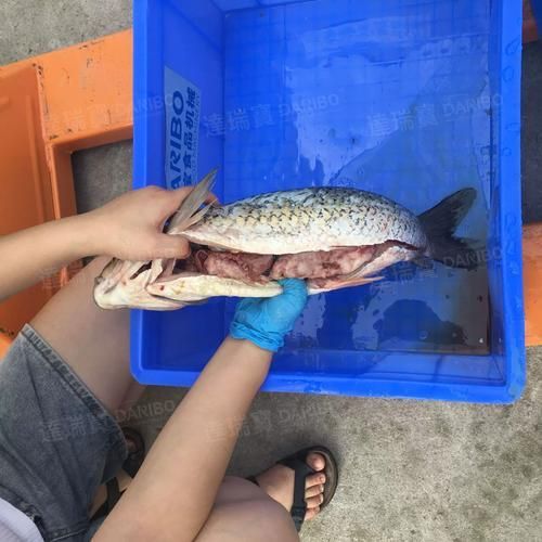觀賞用青龍魚和食用青龍魚有何區別？，觀賞用青龍魚與食用“青龍魚”本質區別詳解