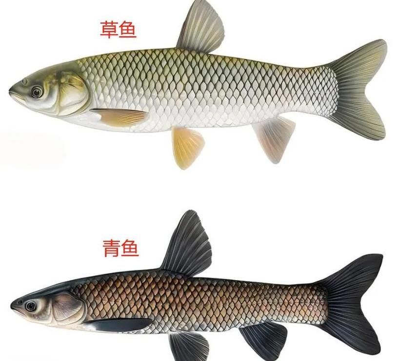 觀賞用青龍魚和食用青龍魚有何區別？，觀賞用青龍魚與食用“青龍魚”本質區別詳解