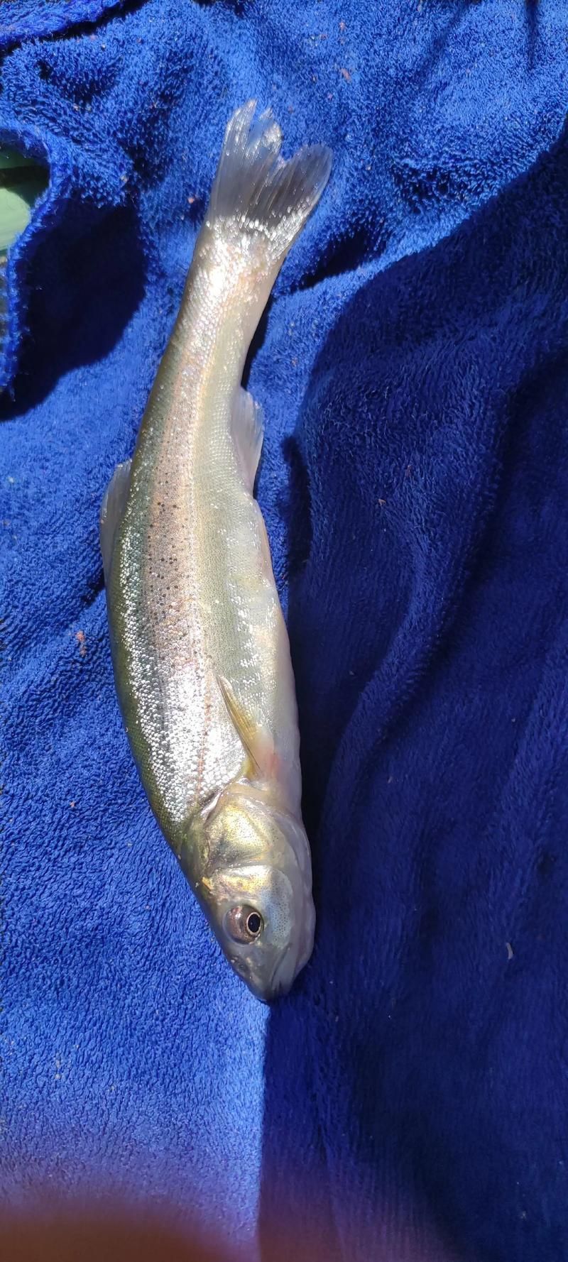 觀賞用青龍魚和食用青龍魚有何區別？，觀賞用青龍魚與食用“青龍魚”本質區別詳解
