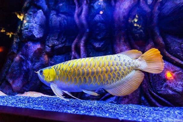 如何區(qū)分龍魚甩頭是內(nèi)寄還是外寄，如何區(qū)分龍魚甩頭是內(nèi)寄生蟲感染還是外寄生蟲感染 如何區(qū)分龍魚甩頭是內(nèi)寄還是外寄，如何區(qū)分龍魚甩頭是內(nèi)寄生蟲感染還是外寄生蟲感染 龍魚百科 第9張