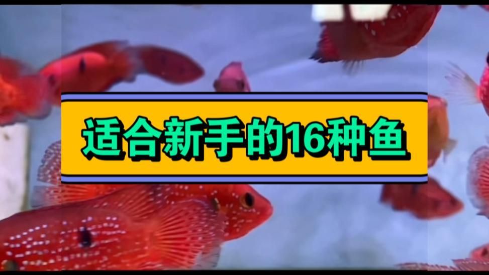 哪種方法適合新手魚友，新手養魚需要哪些工具,