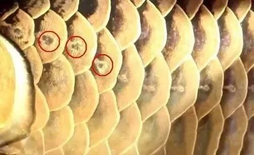 龍魚皮膚潰爛的5種癥狀，龍魚皮膚潰爛的5種典型癥狀 龍魚皮膚潰爛的5種癥狀，龍魚皮膚潰爛的5種典型癥狀 龍魚百科 第4張