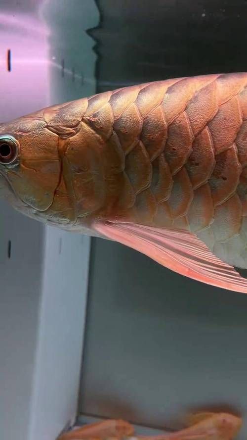 龍魚皮膚潰爛的5種癥狀，龍魚皮膚潰爛的5種典型癥狀 龍魚皮膚潰爛的5種癥狀，龍魚皮膚潰爛的5種典型癥狀 龍魚百科 第8張