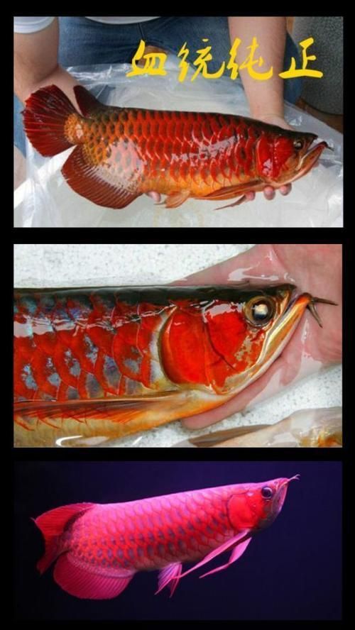 有哪些因素會影響龍魚的價格，影響龍魚價格的因素