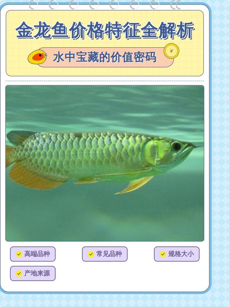 有哪些因素會影響龍魚的價格，影響龍魚價格的因素