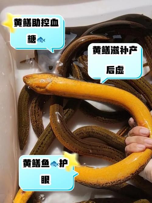 如何判斷黃鱔是否健康，arxiv論文助手arxiv論文助手判斷黃鱔是否健康 如何判斷黃鱔是否健康，arxiv論文助手arxiv論文助手判斷黃鱔是否健康 龍魚百科 第5張