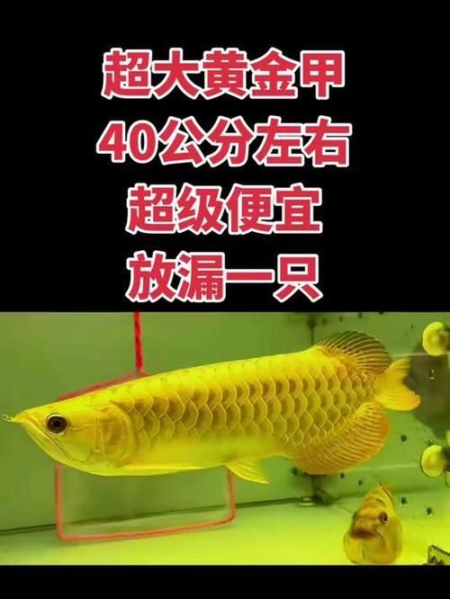 40公分金龍魚價格,40公分金龍魚有哪些品種40公分金龍魚有哪些品種 龍魚百科 第1張 40公分金龍魚價格,40公分金龍魚有哪些品種40公分金龍魚有哪些品種 40公分金龍魚價格,40公分金龍魚有哪些品種40公分金龍魚有哪些品種 龍魚百科 第1張