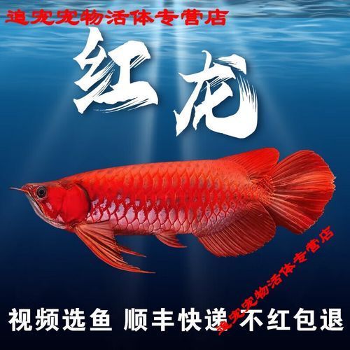 如何區分血紅龍的幼魚，scleropagesformosus血紅龍幼魚的鑒別特征