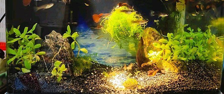 如何選擇適合龍魚的YEE意牌燈 如何選擇適合龍魚的YEE意牌燈 龍魚百科 第10張