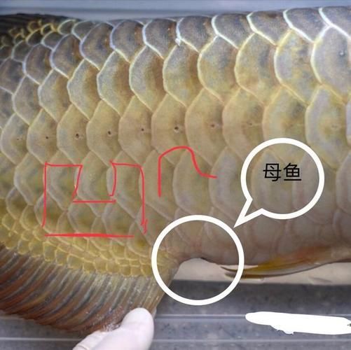 給我一些鑒別真假龍魚的圖片示例，如何鑒別真假龍魚的圖片示例