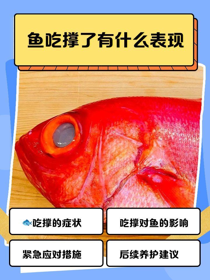 龍魚吃撐后會有哪些表現，龍魚吃撐后可能會出現消化不良、嘔吐等癥狀