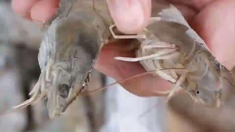 哪些蝦類適合龍魚(yú)食用？，哪些蝦適合喂食龍魚(yú)，不同蝦類有何特點(diǎn)和注意事項(xiàng)