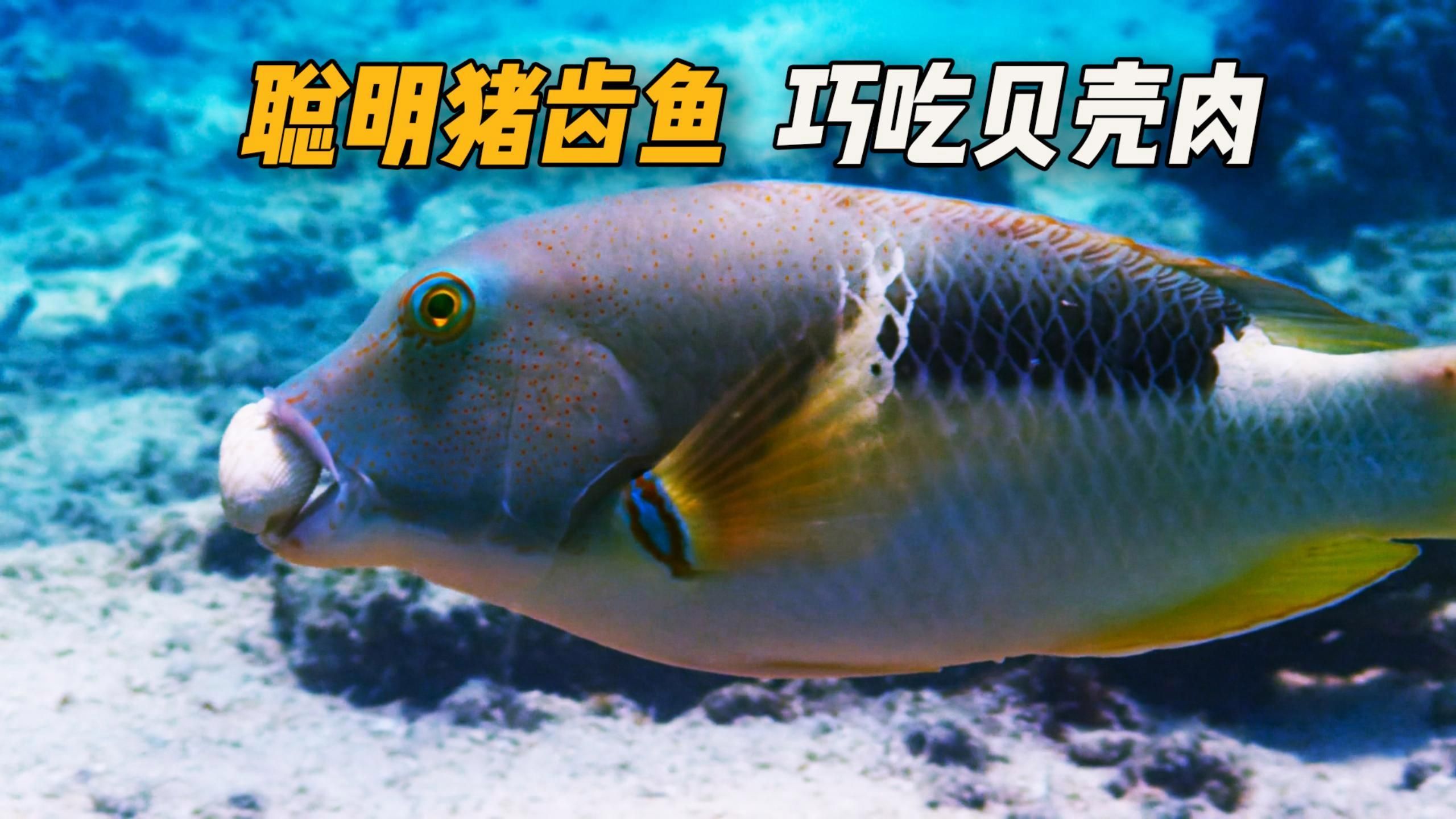 豬齒魚為什么選擇敲擊貝殼，豬齒魚敲擊貝殼的原理