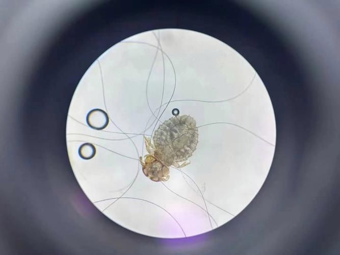 如何預防魚虱子的傳播，如何防治魚虱子 如何預防魚虱子的傳播，如何防治魚虱子 龍魚百科 第3張