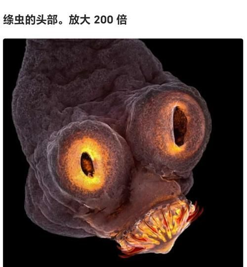 如何預防魚虱子的傳播，如何防治魚虱子 如何預防魚虱子的傳播，如何防治魚虱子 龍魚百科 第2張