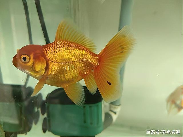 如何預防魚虱子的傳播，如何防治魚虱子 如何預防魚虱子的傳播，如何防治魚虱子 龍魚百科 第8張