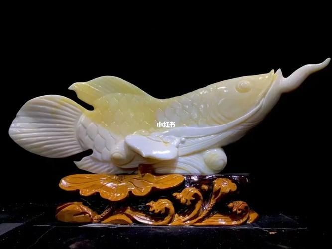給我一些80公分金龍魚的圖片，80公分金龍魚,80公分金龍魚的飼養與選購指南