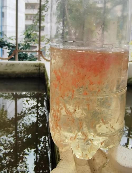 如何提高半紅龍魚的繁殖成功率，如何提高半紅龍魚繁殖成功率