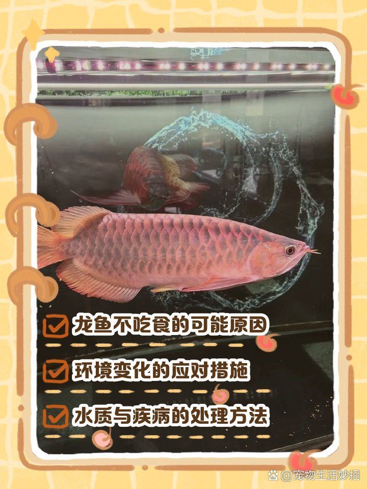 龍魚突然不吃食了怎么回事，龍魚突然不吃食可能有多種原因以下是一些常見情況和相應的建議