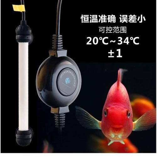 新華龍魚有哪些獨特的飼養技巧？，新華龍魚的飼養技術