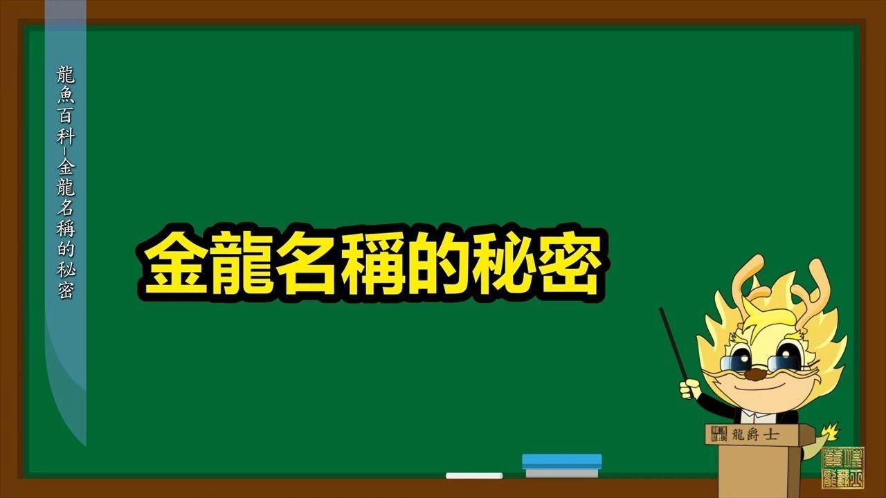 有哪些著名的金龍魚血統，金龍魚的血統脈絡清晰：金龍魚的血統脈絡清晰：以過背與紅尾為冠