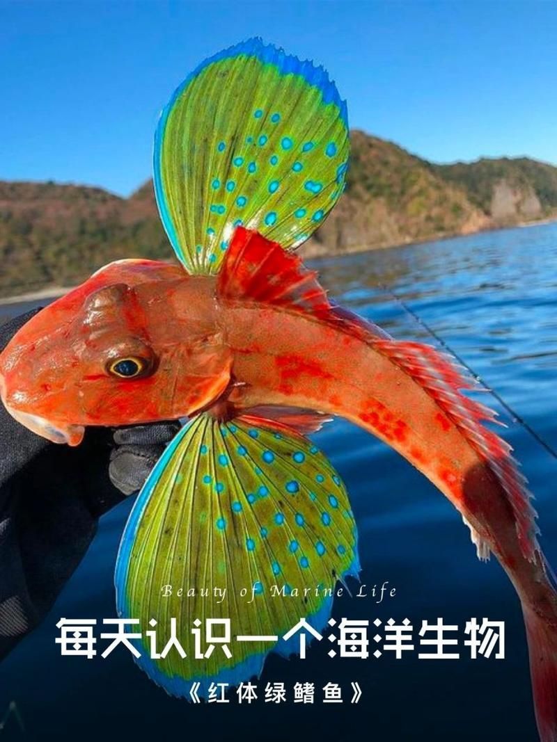如何判斷龍魚是否適應吃泥鰍？，如何判斷龍魚是否適合吃泥鰍 如何判斷龍魚是否適應吃泥鰍？，如何判斷龍魚是否適合吃泥鰍 龍魚百科 第2張