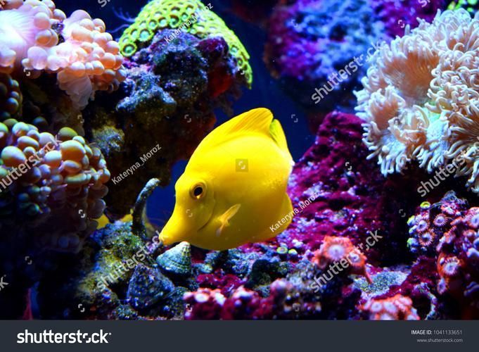 如何判斷龍魚是否適應吃泥鰍？，如何判斷龍魚是否適合吃泥鰍 如何判斷龍魚是否適應吃泥鰍？，如何判斷龍魚是否適合吃泥鰍 龍魚百科 第5張