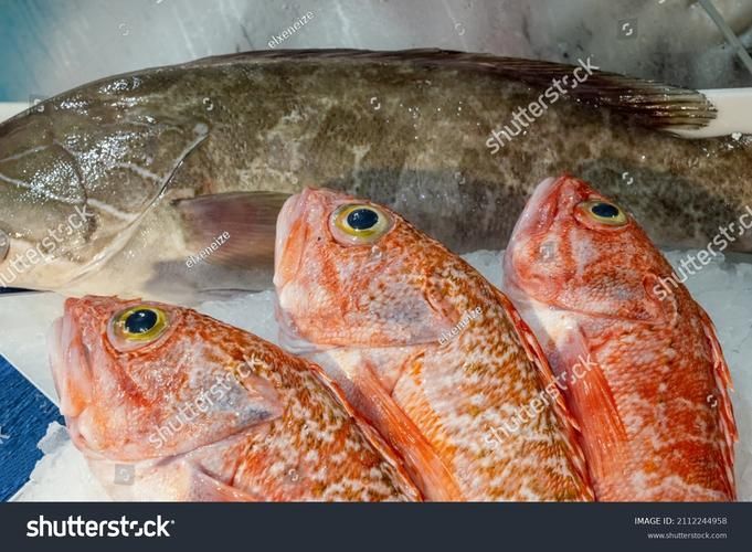 如何判斷龍魚是否適應吃泥鰍？，如何判斷龍魚是否適合吃泥鰍 如何判斷龍魚是否適應吃泥鰍？，如何判斷龍魚是否適合吃泥鰍 龍魚百科 第4張