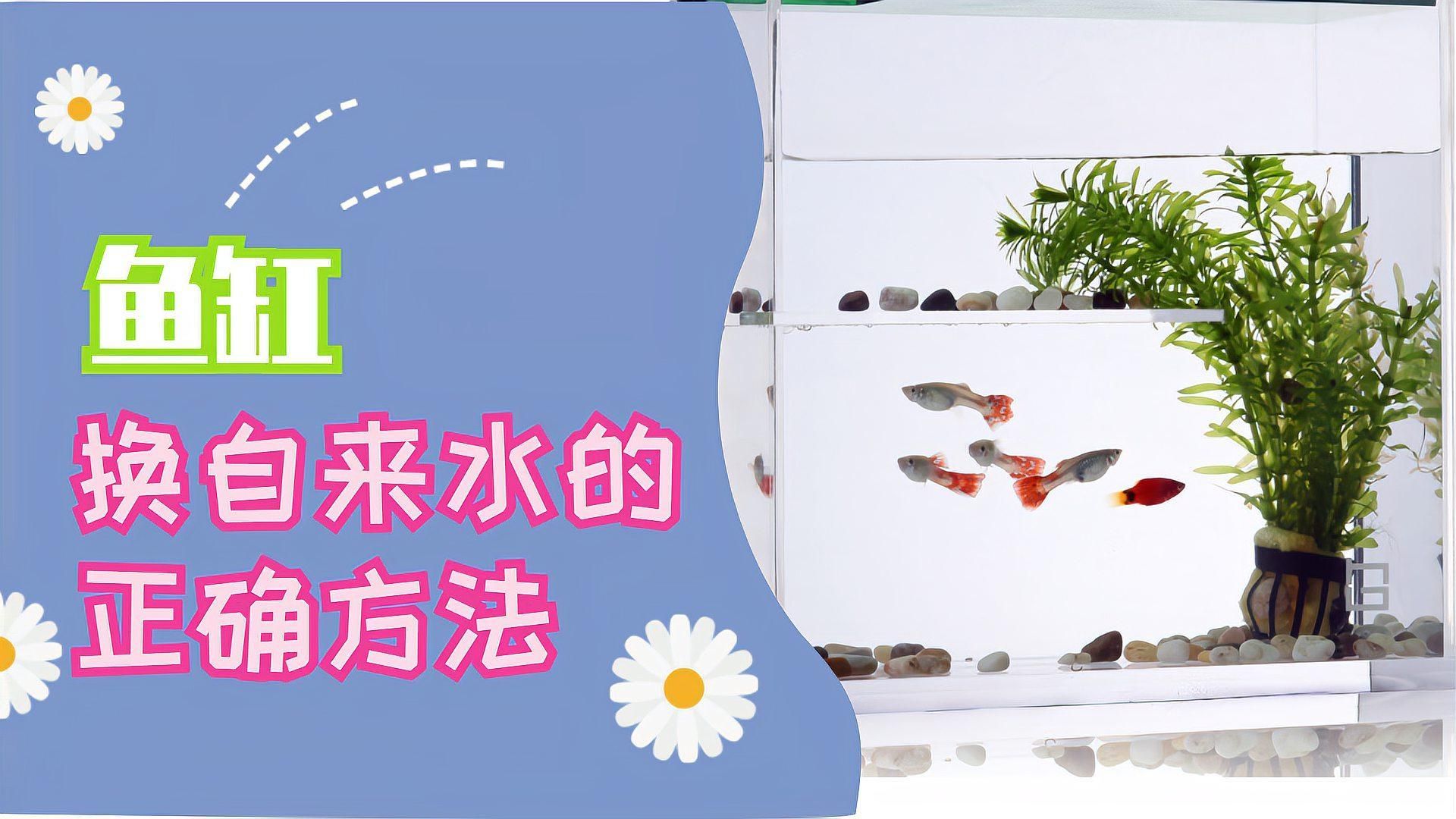 如何預(yù)防爛尾爛鰭病的發(fā)生，arxiv論文助手arxiv論文助手arxiv論文助手 如何預(yù)防爛尾爛鰭病的發(fā)生，arxiv論文助手arxiv論文助手arxiv論文助手 龍魚百科 第7張