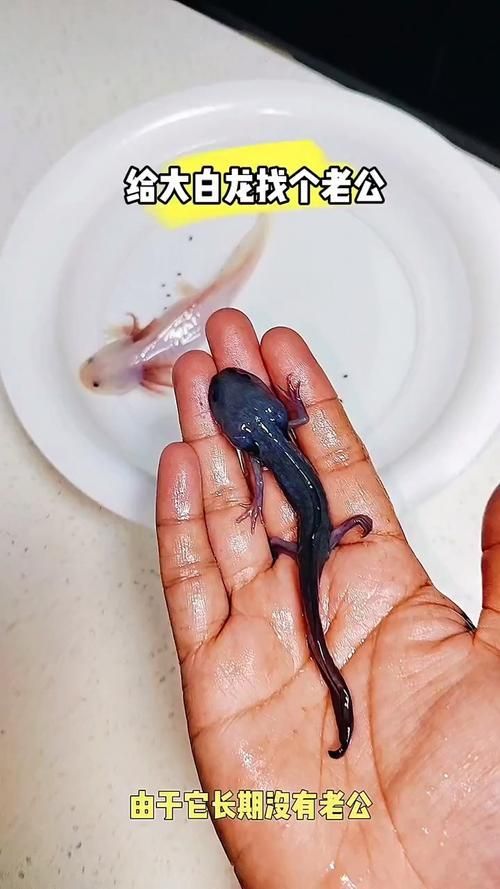 給我一些大白龍魚(yú)的圖片，大白龍魚(yú)的價(jià)格是多少，