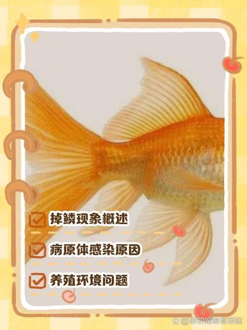 如何判斷魚打架的傷勢是否嚴重，觀賞魚被咬成這樣，雙側鱗片大量缺失