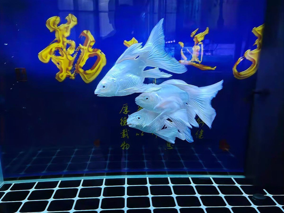 如何判斷魚打架的傷勢是否嚴重，觀賞魚被咬成這樣，雙側鱗片大量缺失