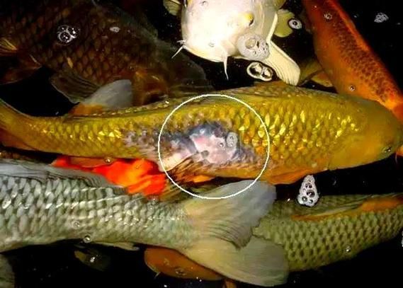 如何判斷魚打架的傷勢是否嚴重，觀賞魚被咬成這樣，雙側鱗片大量缺失