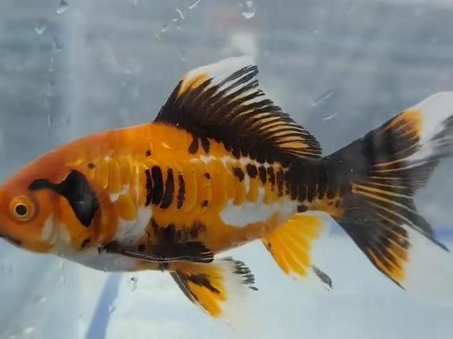 給我一些關于三山龍魚的圖片，“三山龍魚”的特征、飼養與分布并配圖呈現其典型外觀