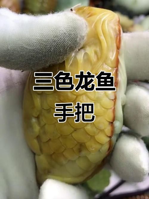 給我一些關于三山龍魚的圖片，“三山龍魚”的特征、飼養與分布并配圖呈現其典型外觀