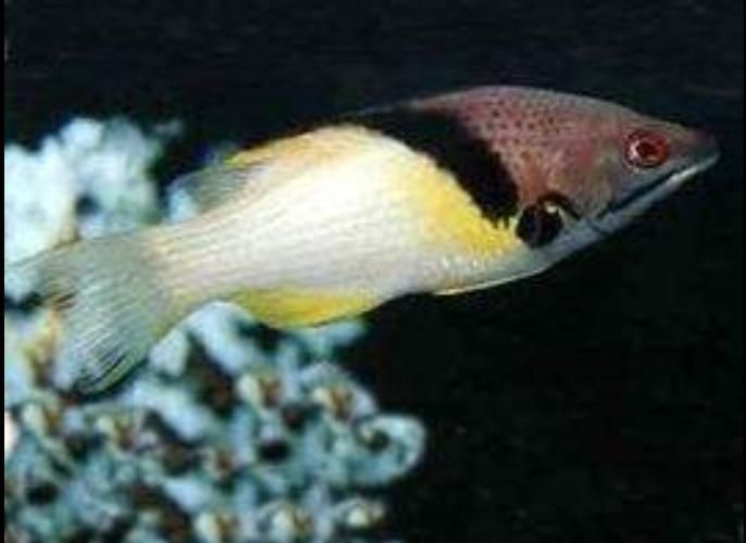 給我一些關于三山龍魚的圖片，“三山龍魚”的特征、飼養與分布并配圖呈現其典型外觀