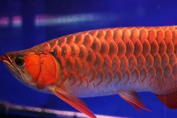 給我一些關于三山龍魚的圖片，“三山龍魚”的特征、飼養與分布并配圖呈現其典型外觀