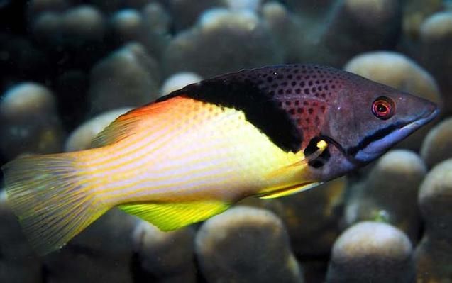給我一些關于三山龍魚的圖片，“三山龍魚”的特征、飼養與分布并配圖呈現其典型外觀