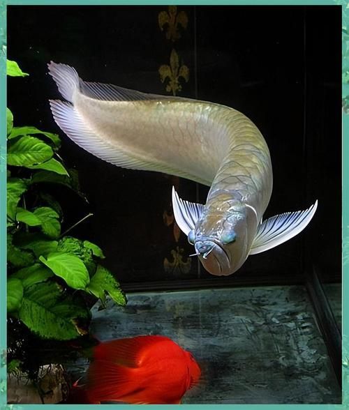 如何判斷銀龍魚是否認主