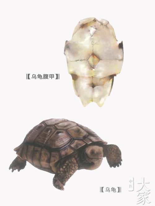 高背龜的選購技巧，選購高背龜的注意事項 高背龜的選購技巧，選購高背龜的注意事項 龍魚百科 第3張