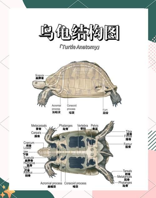 高背龜的選購技巧，選購高背龜的注意事項 高背龜的選購技巧，選購高背龜的注意事項 龍魚百科 第2張