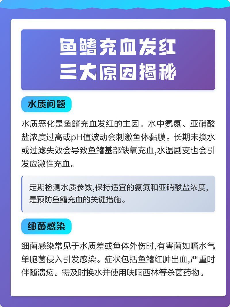魚前鰭根部發(fā)紅充血，魚前鰭根部發(fā)紅充血是魚類常見的生理現(xiàn)象表明魚處于應(yīng)激狀態(tài) 魚前鰭根部發(fā)紅充血，魚前鰭根部發(fā)紅充血是魚類常見的生理現(xiàn)象表明魚處于應(yīng)激狀態(tài) 龍魚百科 第2張