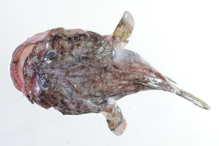 如何鑒別真假雪龍魚，“雪龍魚（lophiuspiscatorius）真假對比圖 如何鑒別真假雪龍魚，“雪龍魚（lophiuspiscatorius）真假對比圖 龍魚百科 第1張