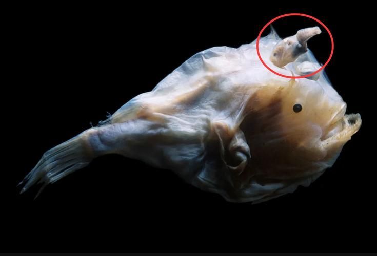 如何鑒別真假雪龍魚，“雪龍魚（lophiuspiscatorius）真假對比圖 如何鑒別真假雪龍魚，“雪龍魚（lophiuspiscatorius）真假對比圖 龍魚百科 第4張