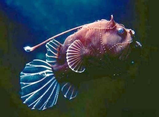 如何鑒別真假雪龍魚，“雪龍魚（lophiuspiscatorius）真假對比圖 如何鑒別真假雪龍魚，“雪龍魚（lophiuspiscatorius）真假對比圖 龍魚百科 第3張
