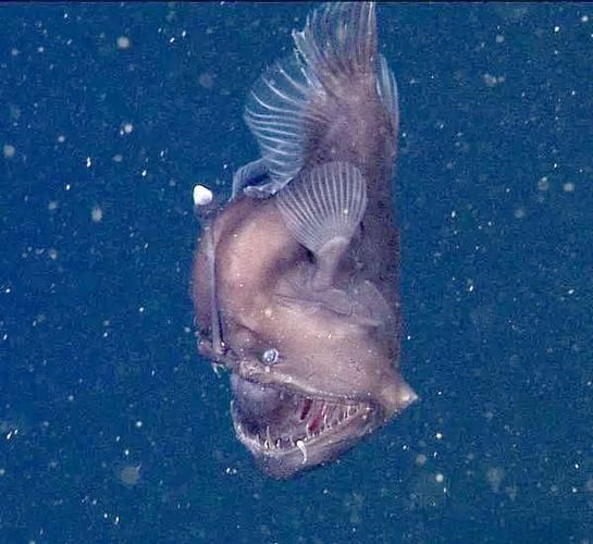 如何鑒別真假雪龍魚，“雪龍魚（lophiuspiscatorius）真假對比圖 如何鑒別真假雪龍魚，“雪龍魚（lophiuspiscatorius）真假對比圖 龍魚百科 第5張