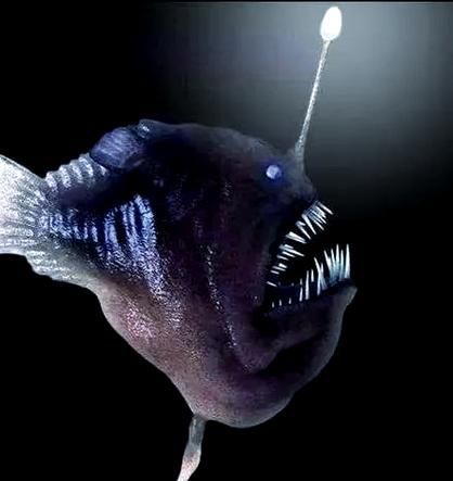 如何鑒別真假雪龍魚，“雪龍魚（lophiuspiscatorius）真假對比圖 如何鑒別真假雪龍魚，“雪龍魚（lophiuspiscatorius）真假對比圖 龍魚百科 第6張