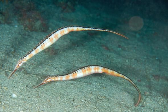 海興龍魚的養殖技術如何，權威技術手冊[需手動填充]海興龍魚（syngnathidae）養殖技術詳解